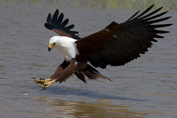 Regular Fish Eagle sightings at the Crocodile River 