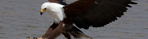 Regular Fish Eagle sightings at the Crocodile River