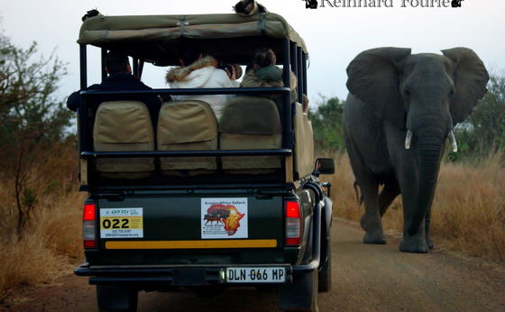 Full Day Kruger Park Safari