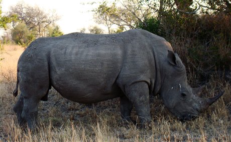 Black Rhino Black Rhino