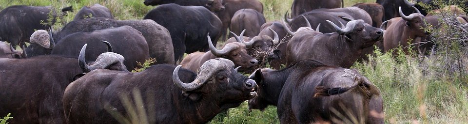 Buffaloes grazing in the Kruger National Park