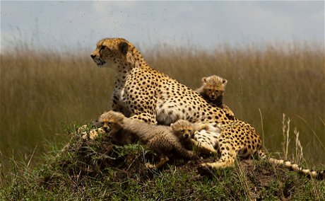 Cheetah and cubs Cheetah and cubs
