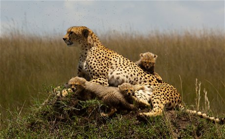 Cheetah and cubs