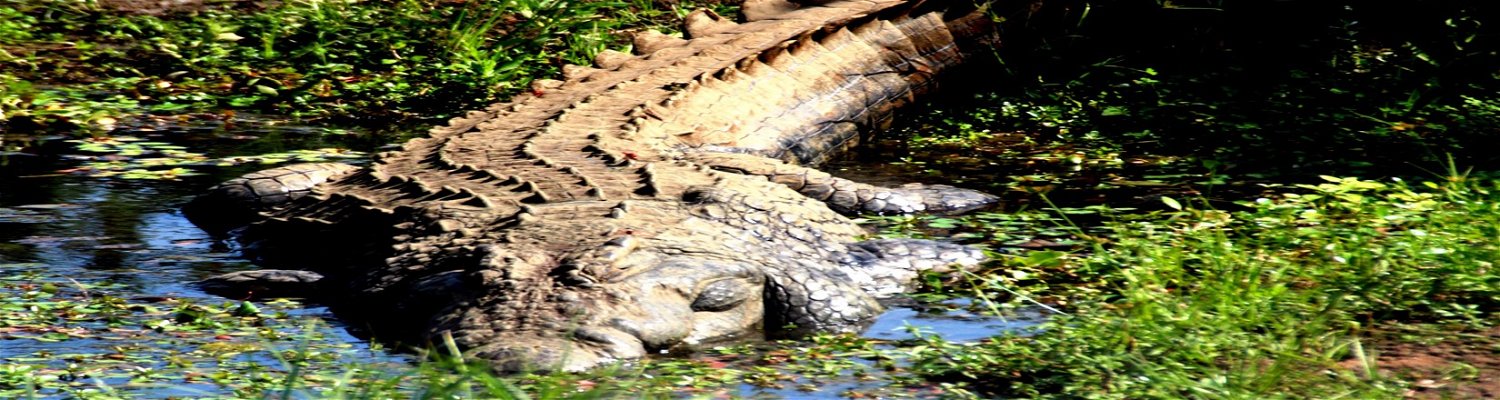Crocodile in theCrocodile River