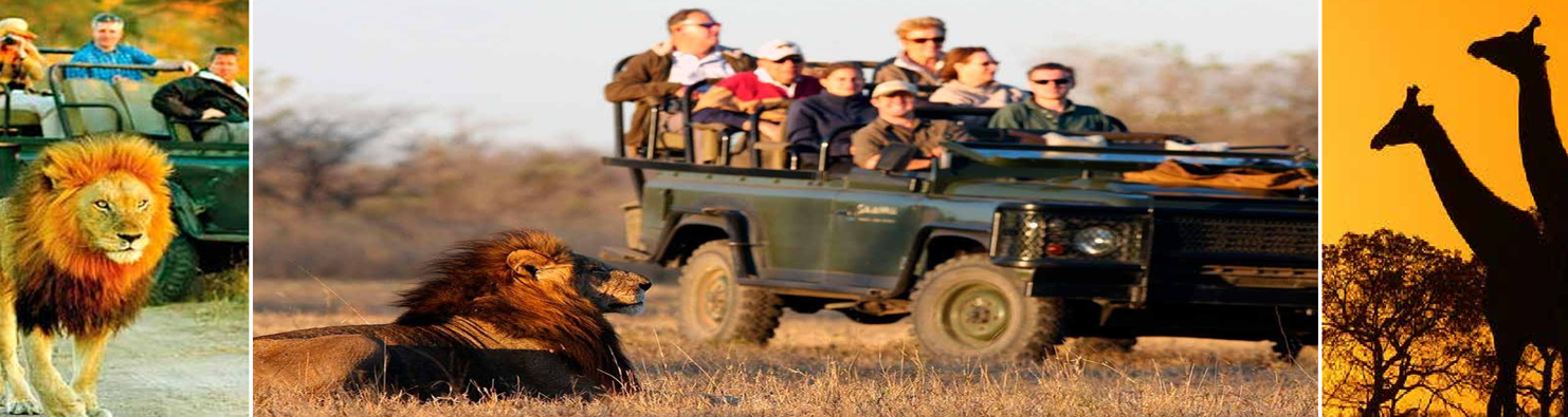 Full Day Kruger Park Safari