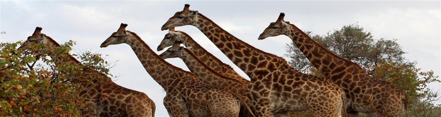 Giraffes roaming free in Marloth Park