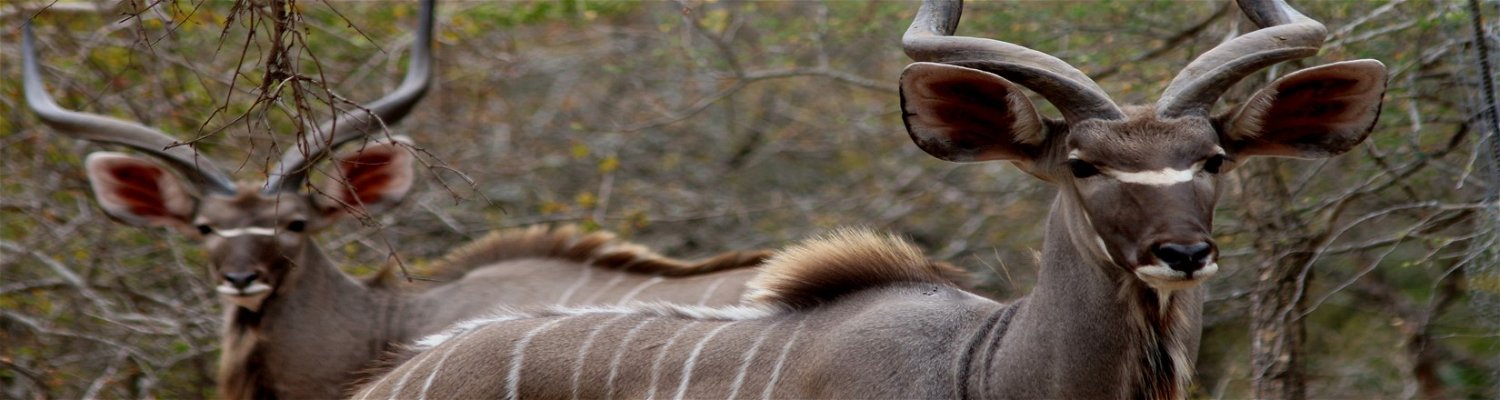 Kudu males roaming freely in Marloth Park