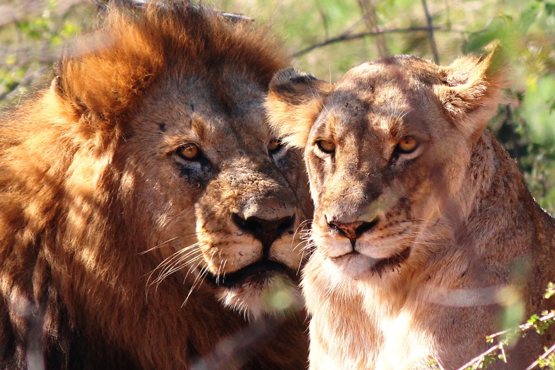 Lion Male and Female
