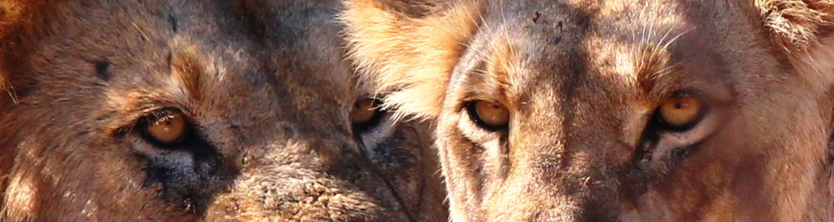 Lion Male and Female
