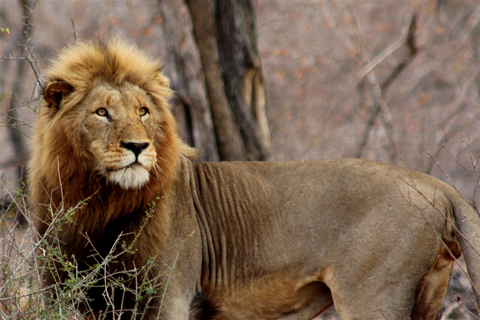 Male Lion in the Kruger National Park