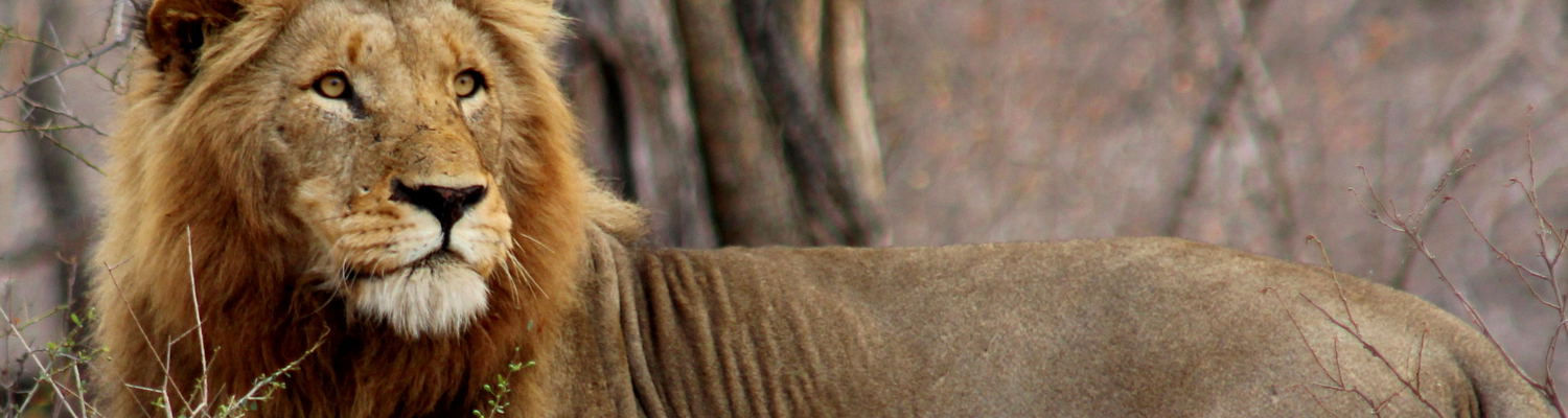 Male Lion in the Kruger National Park