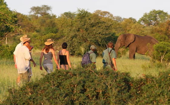 Guided Kruger Park Walks
