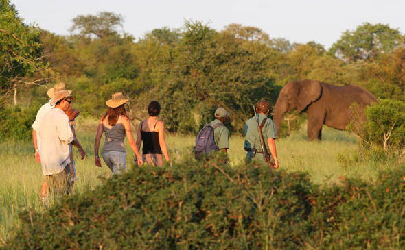 Guided Kruger Park Walks
