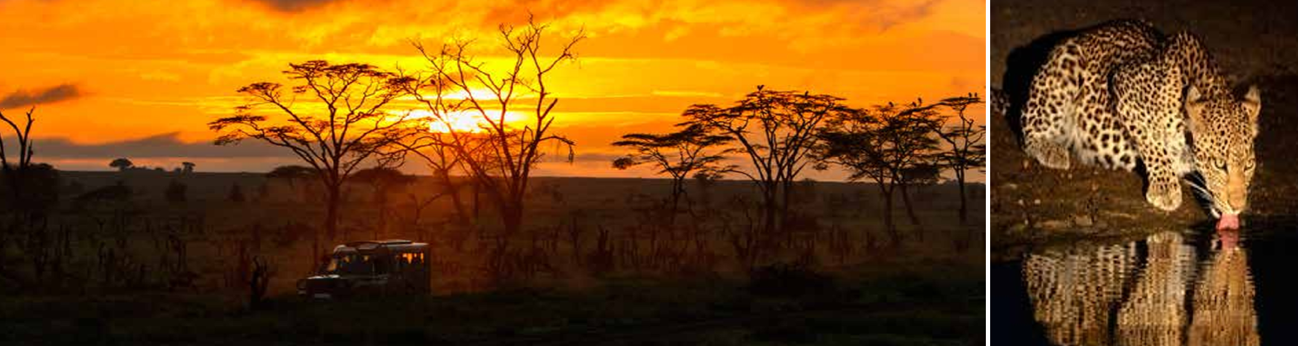 Kruger National Park Night Drives