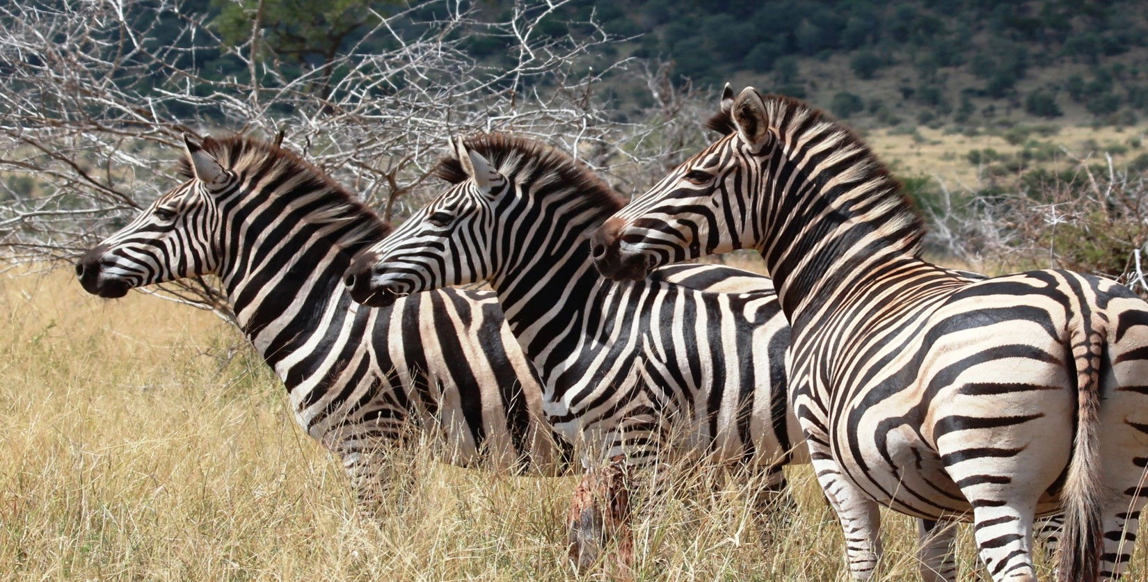 Zebras roaming free in Marloth Park