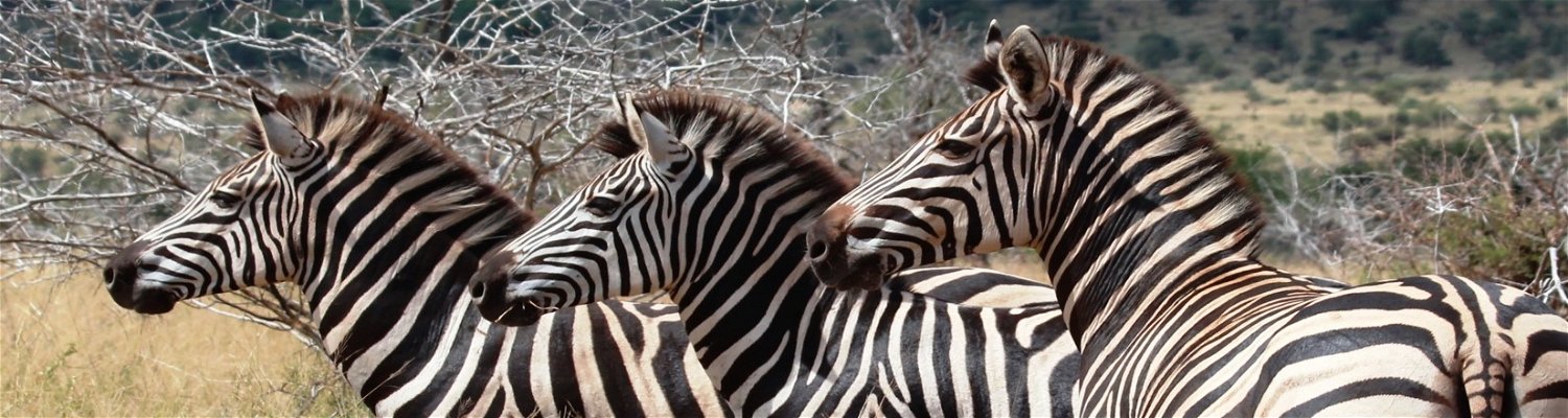 Zebras roaming free in Marloth Park