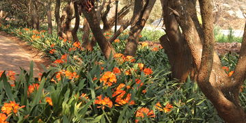Birdsong spring garden