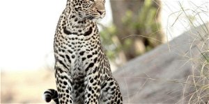 Leopard at Ngama Safari Lodge