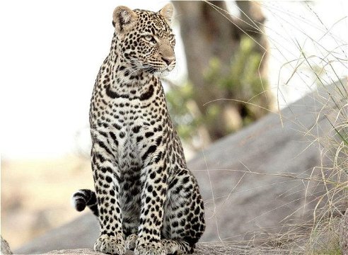 Leopard at Ngama Safari Lodge