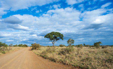 Dirt road in Kruger National Park game drive route with landscape scenery of the bush