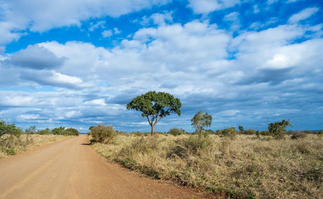 Dirt road in Kruger National Park game drive route with landscape scenery of the bush Dirt road in Kruger National Park game drive route with landscape scenery of the bush