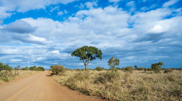 Dirt road in Kruger National Park game drive route with landscape scenery of the bush