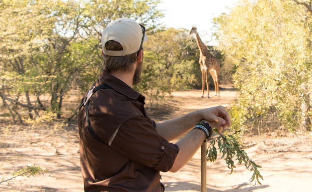 viewing giraffe on a guided bush walk at Ngama Tented Safari Lodge viewing giraffe on a guided bush walk at Ngama Tented Safari Lodge