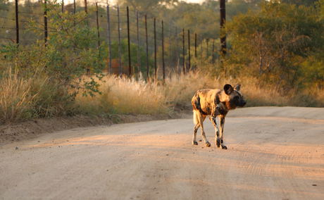 African Wild dog sighting near Ngama Tented Safari Lodge African Wild dog sighting near Ngama Tented Safari Lodge