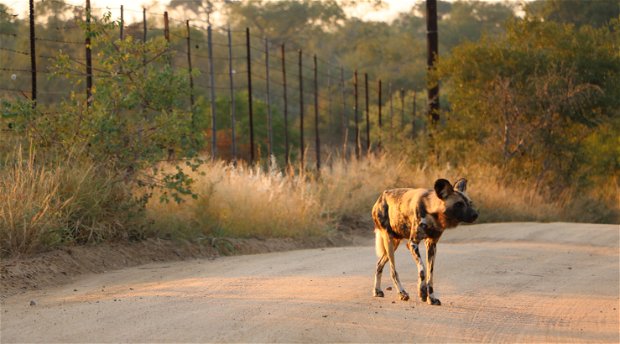 African Wild dog sighting near Ngama Tented Safari Lodge