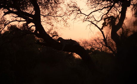 Leopard in tree at Shumbalala Game Lodge