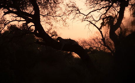 Leopard in tree at Shumbalala Game Lodge Leopard in tree at Shumbalala Game Lodge