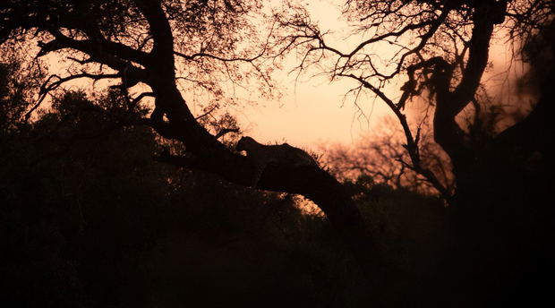 Leopard in tree at Shumbalala Game Lodge Leopard in tree at Shumbalala Game Lodge