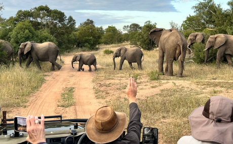 Elephants at Shumbalala Game Lodge by guest Julie B