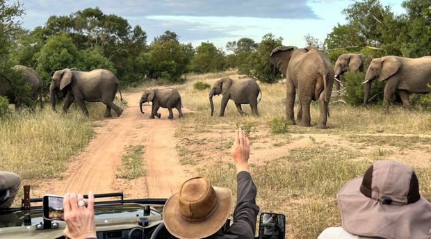 Elephants at Shumbalala Game Lodge by guest Julie B Elephants at Shumbalala Game Lodge by guest Julie B