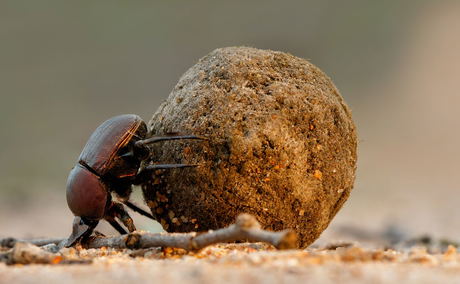 Dung beetle