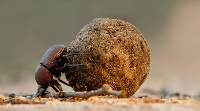 Dung beetle Dung beetle