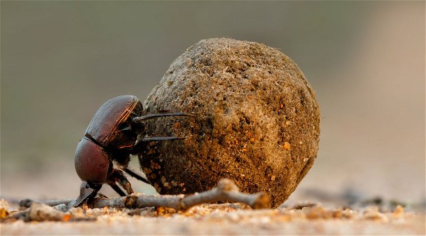 Dung beetle