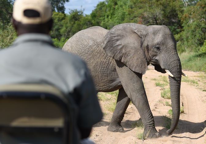 Game drives