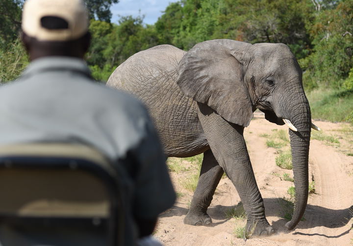 Game drives 