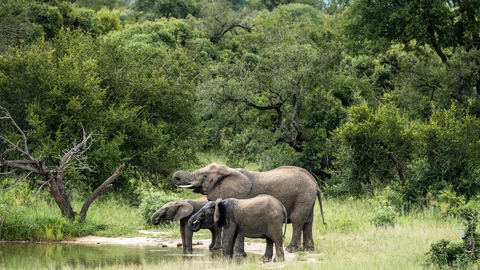 Evening Game Drive
