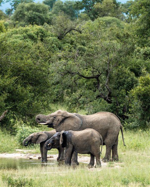 Shumbalala Game Lodge - Thornybush Game Reserve