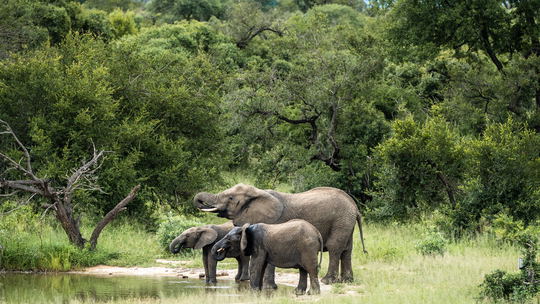 Evening Game Drive