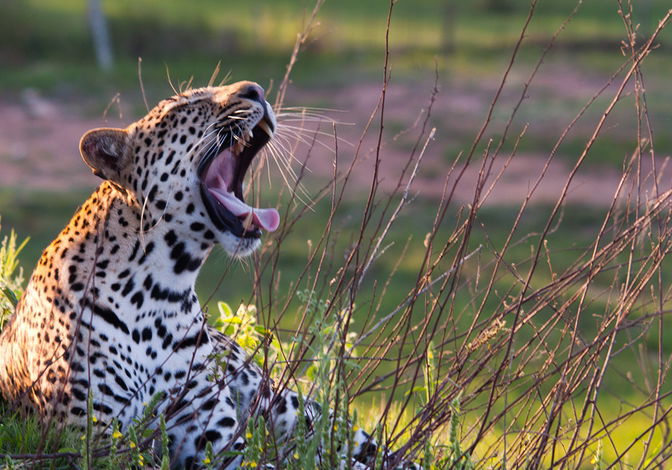 Wildlife Photography, Birding and Special Interests