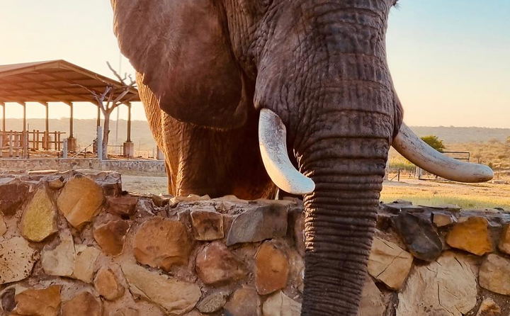 HERD Elephant Sanctuary