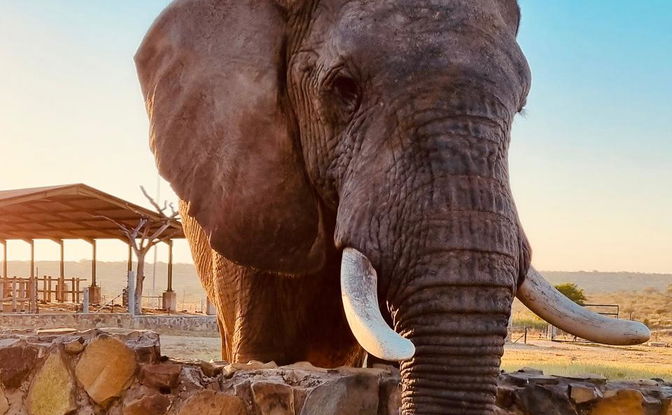 HERD Elephant Sanctuary