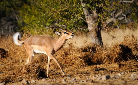 Impala rutting Shumbalala Game Lodge Impala rutting Shumbalala Game Lodge