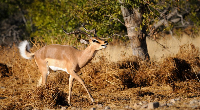 Impala rutting Shumbalala Game Lodge Impala rutting Shumbalala Game Lodge