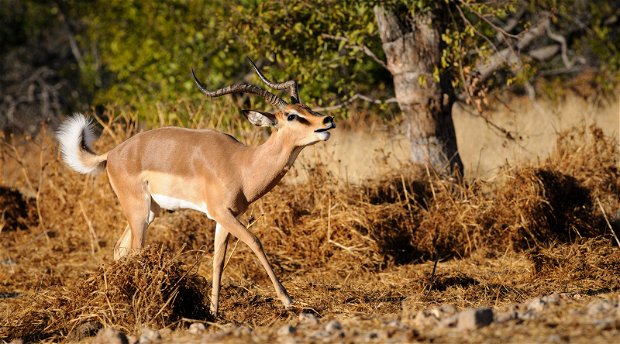 Impala rutting Shumbalala Game Lodge