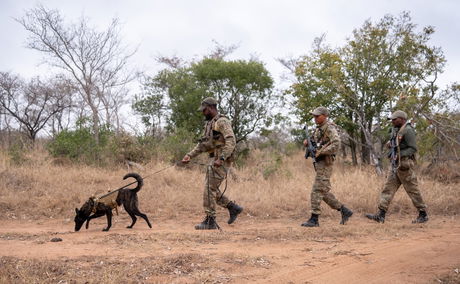 Thornybush Private Nature Reserve K9 Unit
