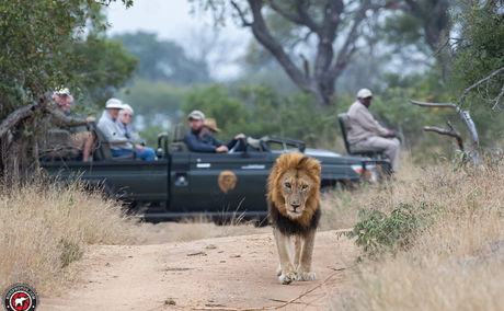 Mapoza lion with Shumbalala game viewer in background